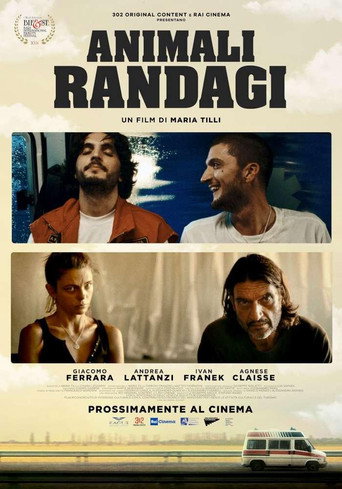 Locandina: Animali randagi
